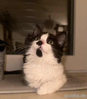 babykatze ca 6 monate 