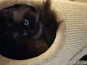 ragdoll kateres abzugeben 