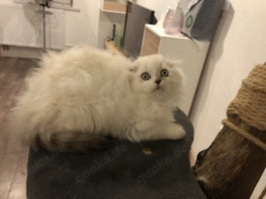 BKH Kater Langhaar blaue Augen ohr