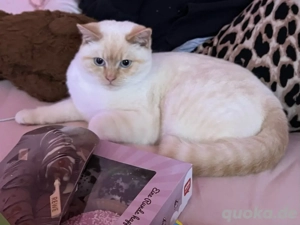 BKH Red point abzugeben