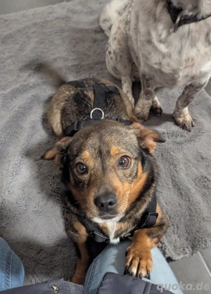 Anfängerhündin Molly(23 cm, 2 Jahre,7 kg) sicht ruhiges Zuhause 