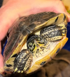 Gelbbauch schildkröte abzugeben