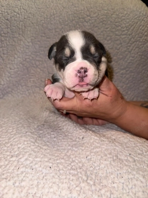 Old English Bulldogge