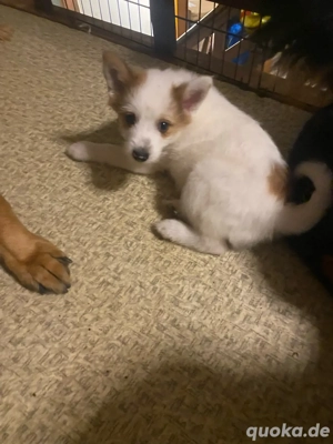 Zwergspitz-Yorkshiere Terrier Mix 