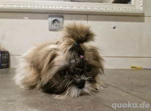 Shih-Tzu Welpen 
