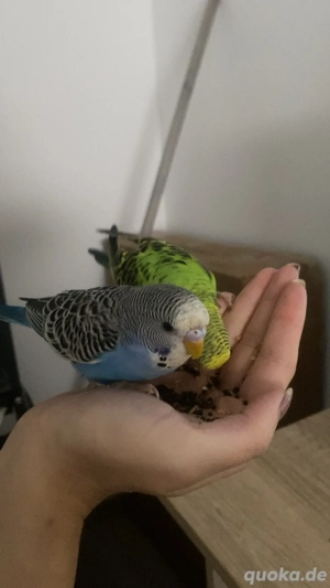 junge wellensittiche 
