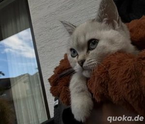 Bkh weiss blaue augen 