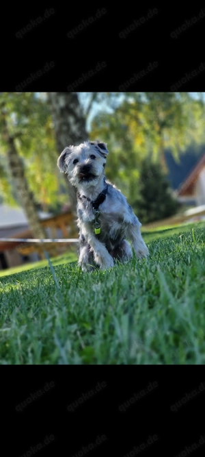 Yorkshire hund zu verkaufen 6 monate
