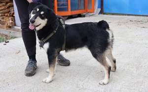 Traumhund Zorro sucht ein tolles Zuhause Bild 7
