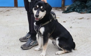 Traumhund Zorro sucht ein tolles Zuhause Bild 9