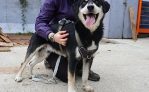 Traumhund Zorro sucht ein tolles Zuhause Bild 6