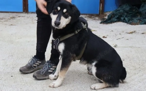 Traumhund Zorro sucht ein tolles Zuhause Bild 8
