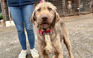 Wer schenkt der tollen Polli sein Herz?