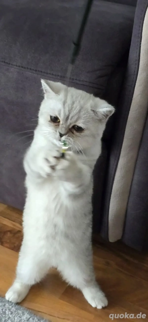 BKH Kitten. 16 Wochen alt 