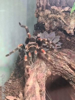 Verschiedene Vogelspinnen  Bild 5