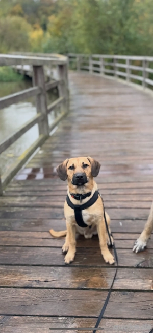 Welpe Junghund dringend abzugeben