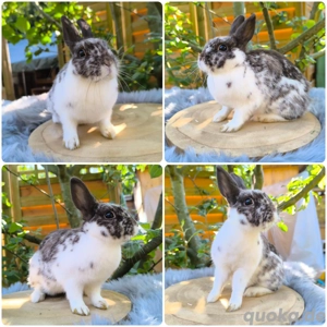 Zwergkaninchen, Kaninchen, Farbenzwerg, Häsin 