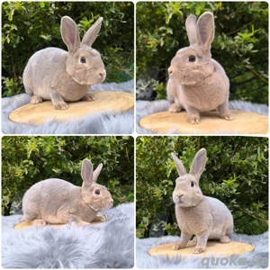 Zwergkaninchen, Kaninchen, Kleinrex, Rex, Häsin 