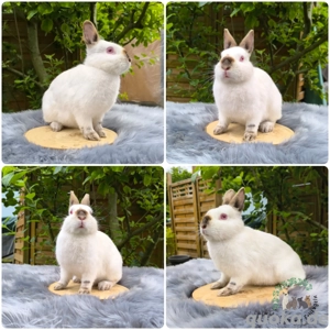 Zwergkaninchen, Kaninchen, Farbenzwerg, Häsin 