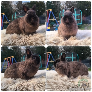 Zwergkaninchen, Kaninchen, Farbenzwerg, Häsin, Braunmarder 