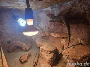 Bartagame mit Terrarium abzugeben 