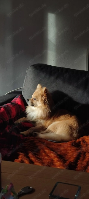 Spitz Chihuahua 2 Jahre jung