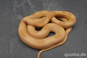 Kornnatter Saffron  Saffron Striped Pärchen 2024