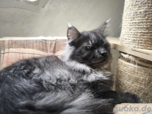 Stolzer Maine Coon Kater  Bild 2