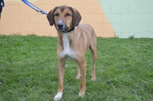 FILIP, Labrador Jagdhund Mischling (kastriert) SGB 490,00    Bild 2