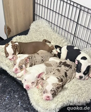 Amerikanische Bully-Welpen zur Adoption