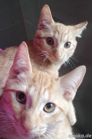 baby katerchen 4 monate