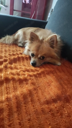 Spitz Pommeriran Chihuahua Rüde 2 Jahre jung 