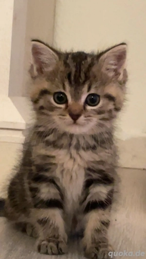 katzenkitten