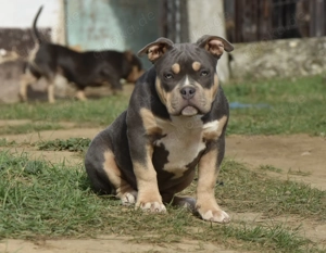  Traumhafter American Bully Pocket Welpe   Top Qualität aus liebevoller Zucht! 