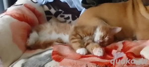 reinrassige Maine Coon