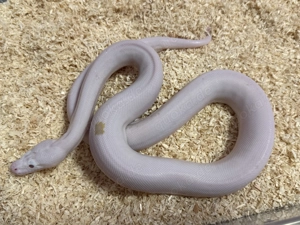 Python Bivittatus (Tigerpython)