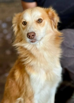 Keno ist ein liebenswerter Rüde