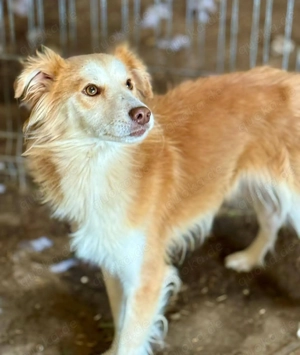 Freundlicher Keno sucht seine Menschen 