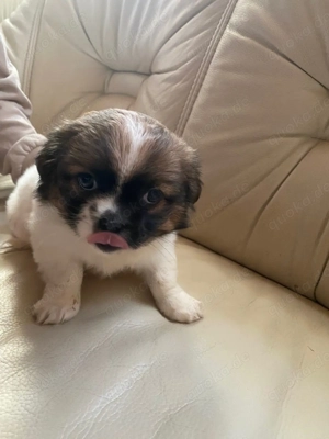  Welpen suchen ein neues Zuhause