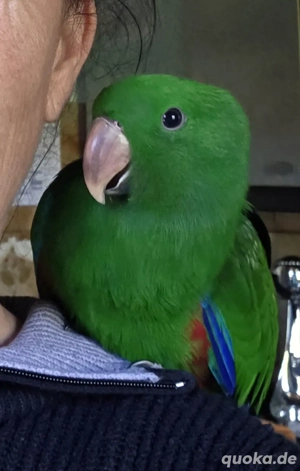 Edelpapagei Baby zahm Mai 25 