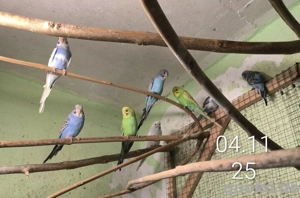 junge Wellensittiche 