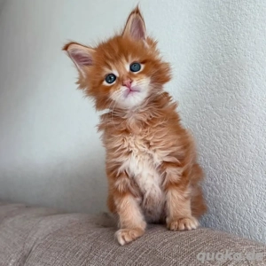 Süßes Maine-Coon-Kätzchen