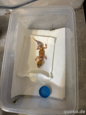 Underwoodisaurus milii 1.1