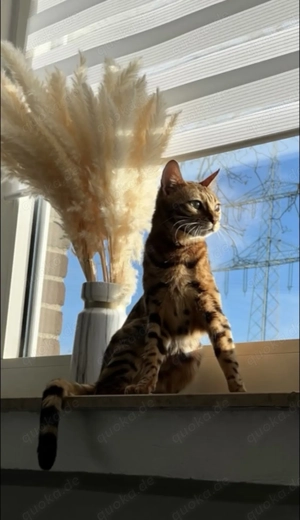 Reinrassige Bengal Katze sucht ein neues Zuhause 
