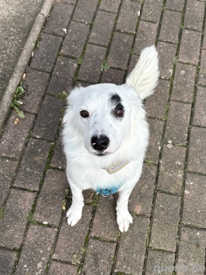 Charlie sucht hundeerfshrenes Zuhause 