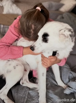 Treuer Charlie sucht liebevolle Hundekenner   Bild 3
