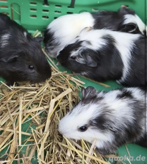 Meerschweinchen abzugeben