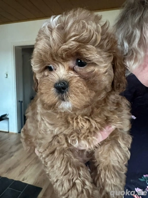 ShihTzu Pudel Mix Welpen,ähnlich Maltipoo 