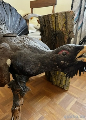 präparierter Auerhahn