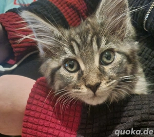 kleiner akita sucht zuhause maine coon 